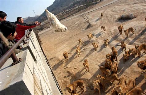 china zoo helpless animals are torn